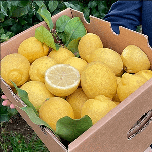 Caja de Limones, Tropitop