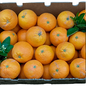 Caja de Naranja Valenciana, Tropitop